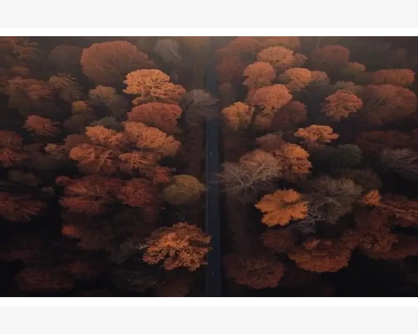 MT4指标参数一键恢复出厂设置方法